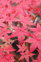 Acer palmatum 'Shindeshojo'