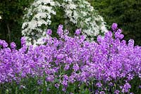 Hesperis matronalis dans le jardin de coupe à Perch Hill. Sweet rocket, Dame's rocket, Damask violet, Dame ' s-violet