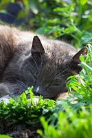 Chat dormant parmi les feuilles de salade