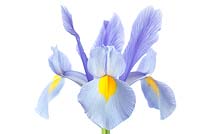 Iris 'Ciel clair du matin' - Dutch Iris