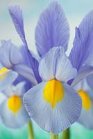 Iris 'Ciel clair du matin' - Dutch Iris