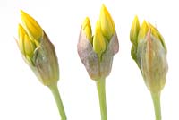 Allium moly - Ail aux fleurs dorées