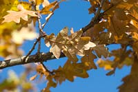 Quercus spangle gall causé par la guêpe biliaire