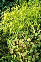 Milium effusum 'Aureum' et Epimedium dans le jardin boisé de Beth Chatto ' s. Bowles Golden Grass