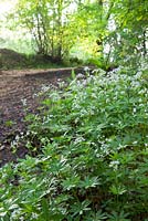 Galium odoratum - Woodruff doux dans une forêt.
