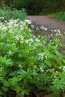 Galium odoratum - Woodruff doux dans une forêt