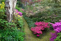 Sentiers dans le jardin boisé de Greencombe avec des rhododendrons et des azalées, y compris R. luteum et R. obtusum. Convallaria majalis - Muguet au premier plan