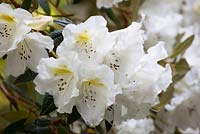 Rhododendron johnstoneanum (double)