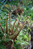 Déploiement des frondes de fougère - Polystichum setiferum