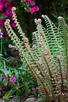 Déploiement des frondes de fougère - Polystichum setiferum