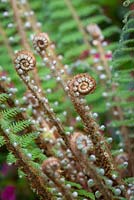 Déploiement des frondes de fougère - Polystichum setiferum