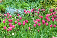 Jardin de printemps avec Tulipa 'Barcelona' et Myosotis
