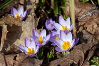 Crocus sieberi ssp. sublimis 'Tricolor'