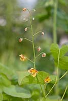 Epimedium x warleyense 'Orangekonigin' syn 'Orange Queen'