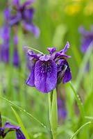 Iris chrysographes 'Inschriac Form'