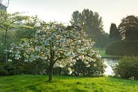 Prunus - Cerisier à fleurs blanches