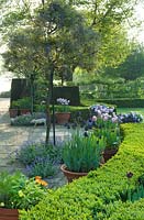 Haie Buxus avec patio en yorkstone, Taxus topiaire, Tulipa pourpre et rose et Glycine cultivée en standard