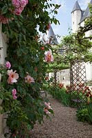 Rosa 'Meg' et Rosa 'Petit Bonheur' - Château du Rivau, Lemere, Val de Loire, France