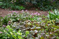 Epimedium versicolor Neo - sulphureum et Erythronium revolutum 'Knightshayes Pink' dans le jardin boisé du Glebe Cottage