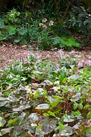 Epimedium versicolor Neo - sulphureum et Erythronium revolutum 'Knightshayes Pink' dans le jardin boisé du Glebe Cottage