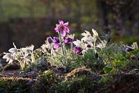 Pulsatilla vulgaris - Pasque fleur rétroéclairé au coucher du soleil