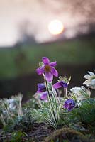 Pulsatilla vulgaris - Pasque fleur rétroéclairé au coucher du soleil