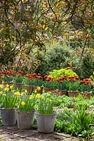Narcissus jonquilla 'Flore Pleno' dans des seaux galvanisés et Tulipa 'Abu Hassan' dans des pots en terre cuite qui tapissent les chemins de briques à Glebe Cottage au printemps