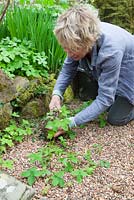 Carol Klein déterre des semis autogérés, notamment Geranium nodosum, Viola riviniana et Alchemilla mollis