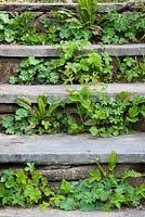 Alchemilla mollis et géraniums - Semis auto-semis poussant dans les contremarches des marches du Glebe Cottage