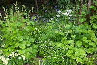 Tellima grandiflora, Galium odoratum et Primula vulgaris dans le jardin boisé de Glebe Cottage