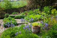 Parterre de printemps dans le jardin de briques du Glebe Cottage, y compris les camassias, Carex elata 'Aurea' et Tellima grandiflora. Hakonechloa macra 'Aureola' en pot en terre cuite. Banc en bois