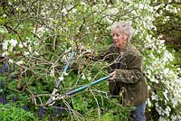 Carol coupe des branches mortes d'Exochorda x macrantha 'The Bride' avec des loppers