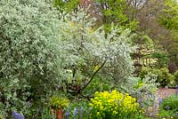 Elaeagnus angustifolia 'Quicksilver' et Pyrus salicifolia 'Pendula' - poire pleureuse - dans le jardin de briques du Glebe Cottage