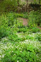 Mousse des bois à Glebe Cottage avec Galium odoratum - aspérule, Ranunculus aconitifolius - Boutons de célibataire blancs et Tellima grandiflora