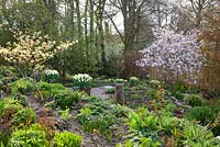 Regardant les jardins d'Alice et d'Annie. Tulipa 'Purissima' en pots carrés en terre cuite, Magnolia x loebneri 'Leonard Messel' et Cornus controversa 'Variegata'