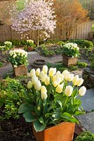 Tulipa 'Purissima' en pots carrés en terre cuite tapissant les marches avec Magnolia x loebneri 'Leonard Messel' au loin