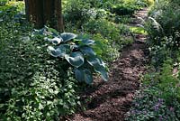 Chemin de paillis avec Hosta sieboldiana 'Funkie à feuilles bleues', Lamium maculatum 'Checkers'
