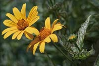 Heliopsis 'Loraine'