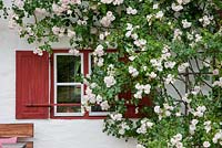 Rosa 'New Dawn' couvre la fenêtre d'une maison aux volets peints en rouge
