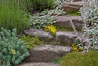 Marches de jardin en blocs de granit avec Euphorbia myrsinites, Lavandula et Stachys byzantina