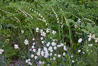 Amsonia tabernaemontana, anémone sylvestris, narcissus poeticus polygonatum 'weihenstephan'