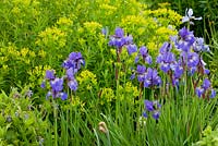 Iris sibirica ' blue brilliant 'et euphorbia palustris
