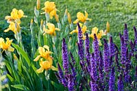Iris germanica 'monnaies espagnoles' et salvia nemorosa 'wesuwe'