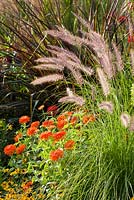 Parterre de fleurs mixte de fin d'été comprenant Pennisetum 'vertigo' et Zinnia elegans 'mondo orange'