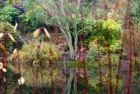 Plantation au bord du lac entrevue à travers des tiges de cornus rouges, avec Eucalyptus pauciflora subsp. niphophila. Le jardin Dingle, Welshpool, Powys, Pays de Galles