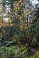 Salix acutifolia 'Pendulifolia '. The Dingle Garden, Welshpool, Powys, Pays de Galles