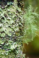 Arbre incrusté de lichens