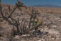 Cholla Cactus, Arizona USA