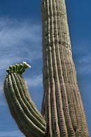 Carnegiea gigantea - cactus Saguaro, Arizona USA