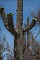 Carnegiea gigantea - cactus Saguaro, Arizona USA